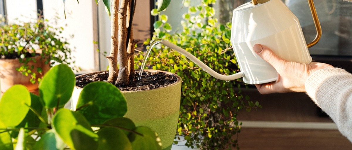 Frau gießt Wasser in den Blumentopf mit Schimmel