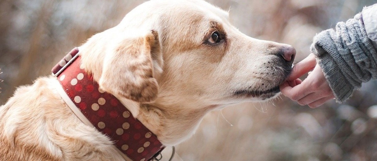 Eine Hand gibt einem Hund CBD für Tiere