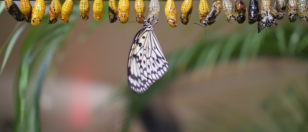 Ein Schmetterling schlüpft aus einem Cocon