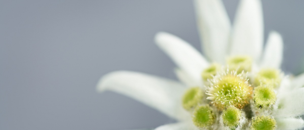 Blüte einer Edelweiß 