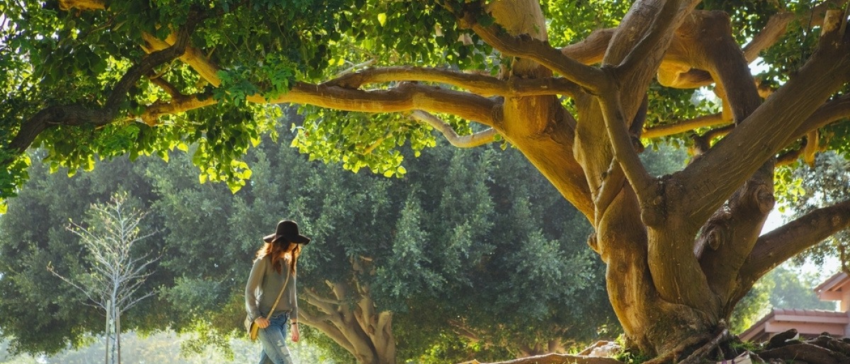 Eine Frau geht zu einem Baum, der energetische Wirkung haben soll
