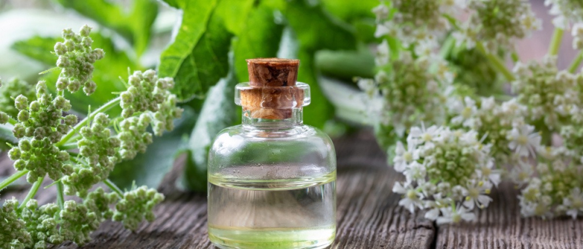 Blüten und Essenz von Engelwurz