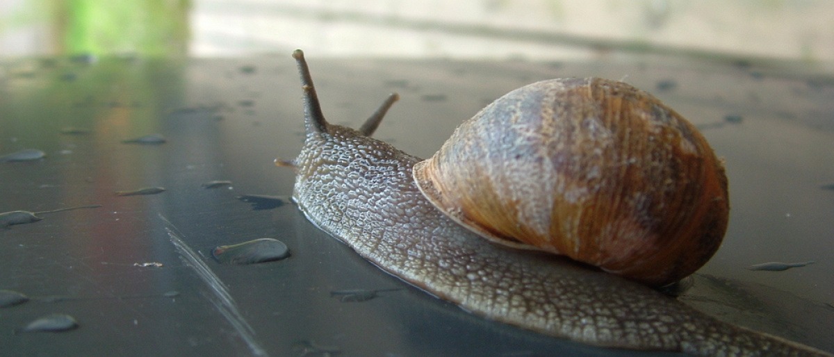 Eine Schnecke kriecht und repräsentiert Entschleunigung