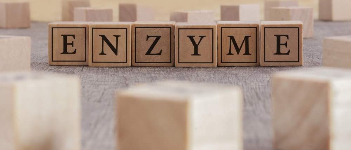 Auf Bausteinen steht das Wort Enzyme