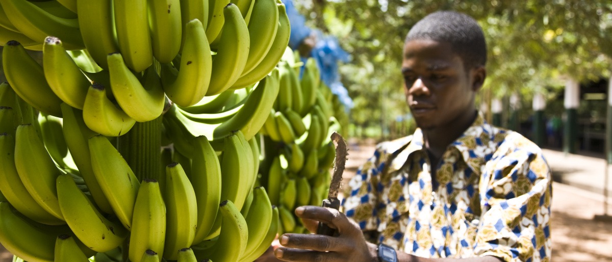 Ein Arbeiter ist auf einer Fairtrade Bananen Plantage