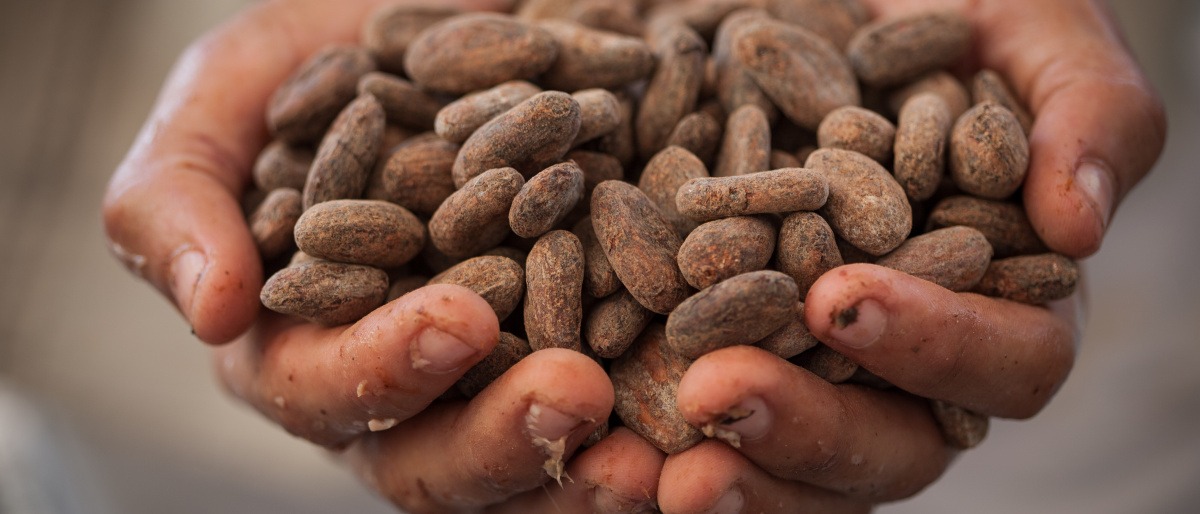 Fairtrade Kakaobohnen werden von zwei Händen gehalten