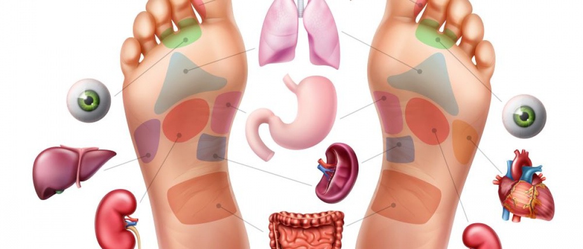 Karte mit Fußreflexzonen für Organe