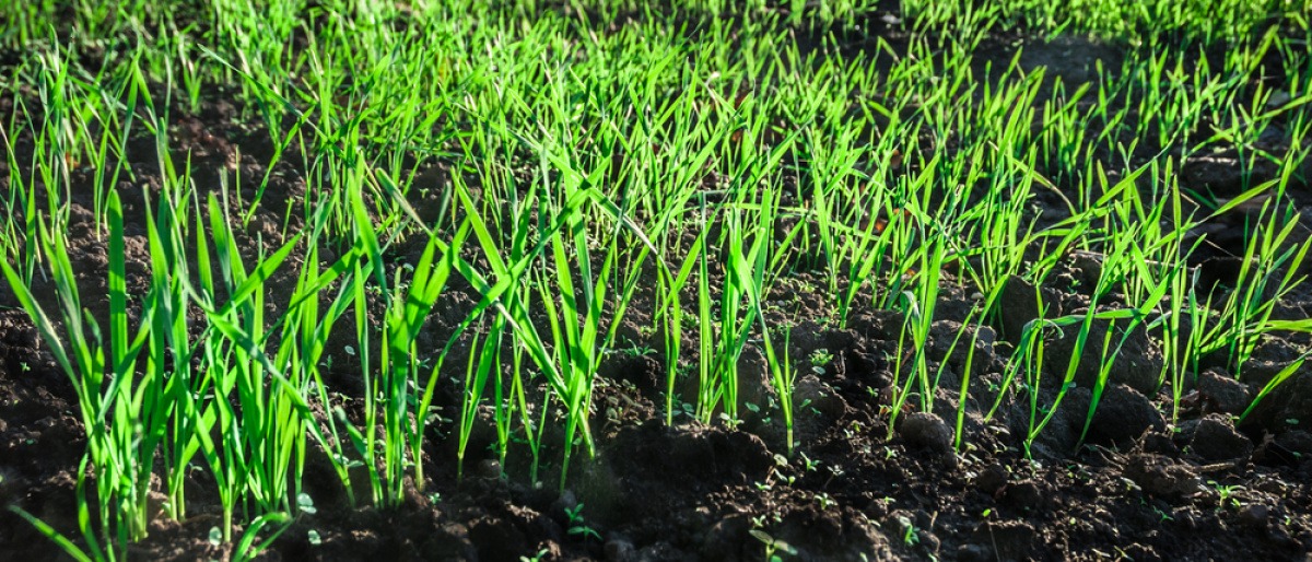 Auf einem Feld wächst Gerstengras
