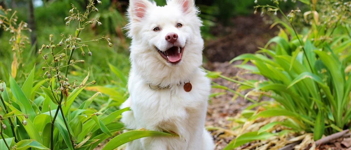 Ein sehr zufriedener, prachtvoller weißer Lapphund schaut freudig in die Kamera, während er auf einer Wiese sitzt.