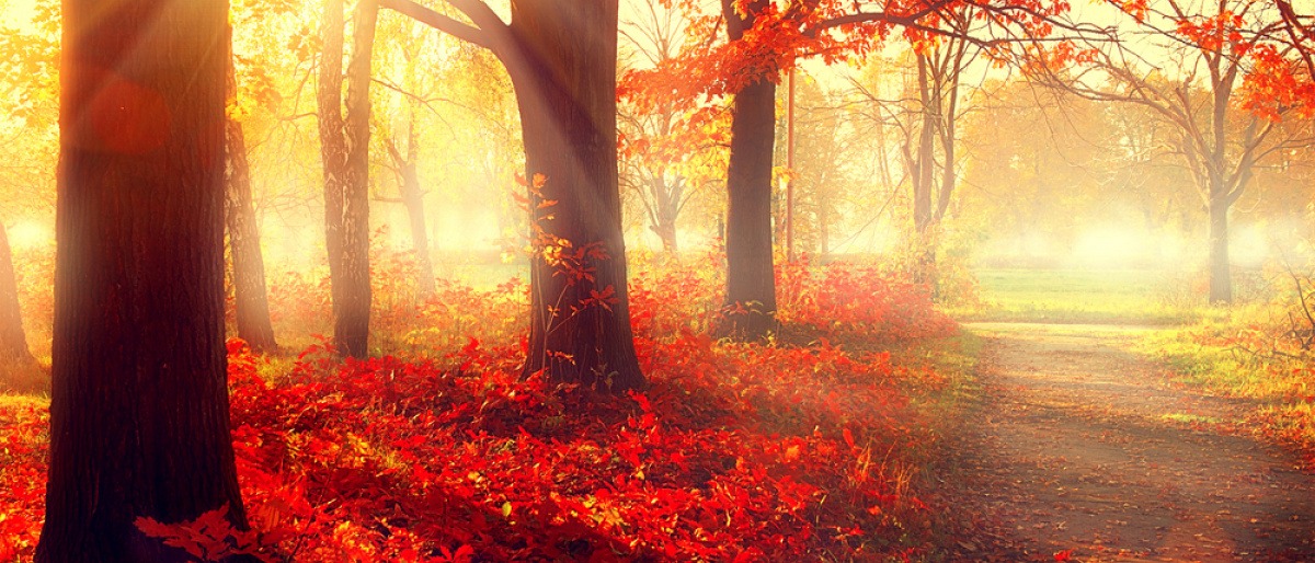 Die Sonne strahlt in einen herbstlichen Wald