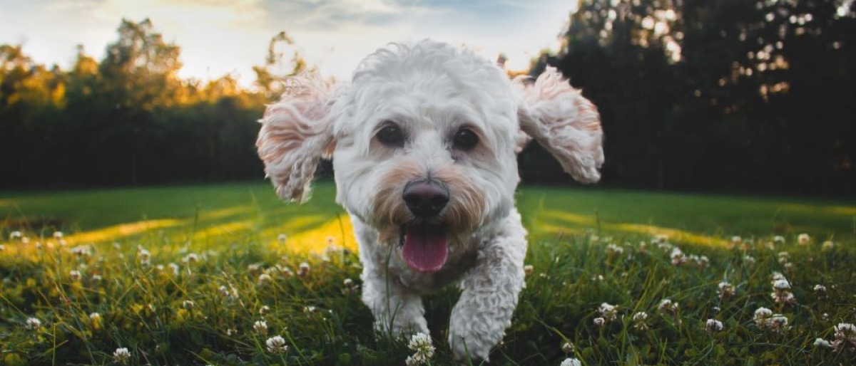 Ein weißer Hund ohne Zecken rennt durch das Gras und wirkt glücklich