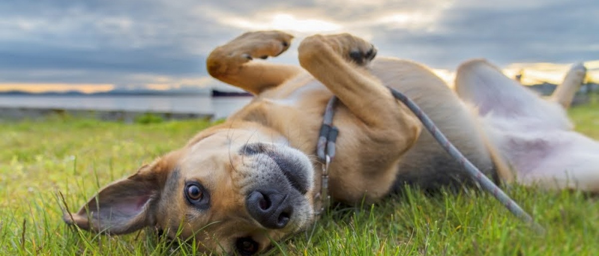 Ein fröhlicher und zufriedener Hund liegt rücklings auf einer Wiese, während hinter ihm die Sonne untergeht. Seine Besitzer haben die Tipps zum Thema Hund bei Hitze kühlen offenbar vorbildlich befolgt.