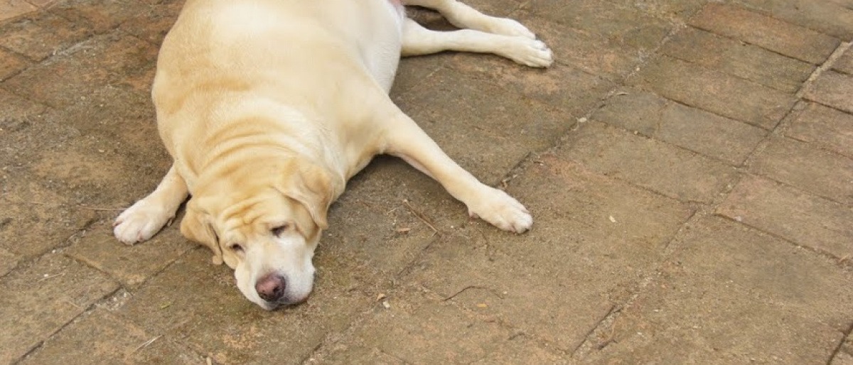 Ein dicker Hund liegt am Boden