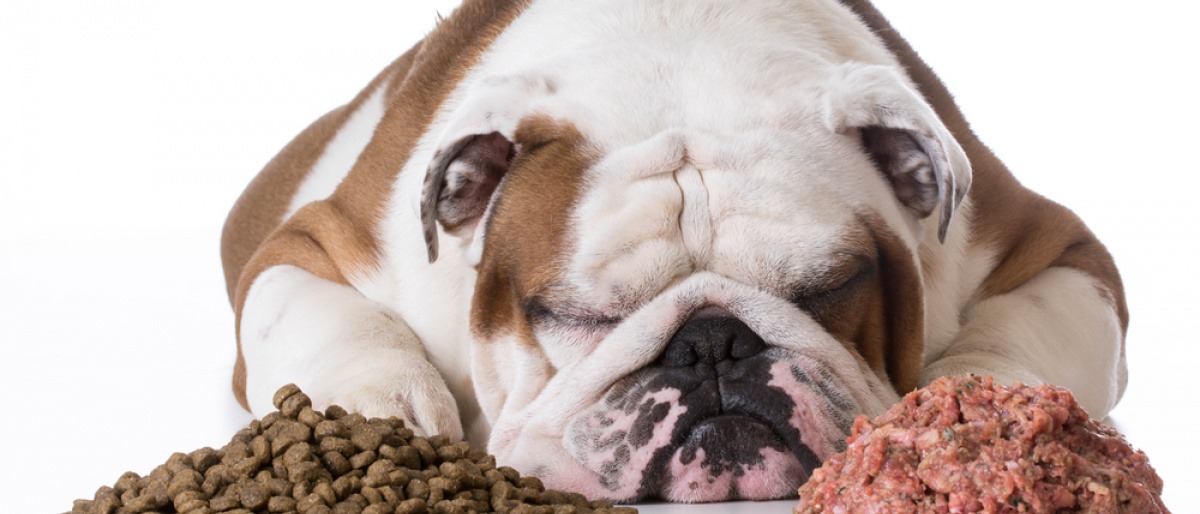 Ein Hund liegt neben Futter und frisst nicht