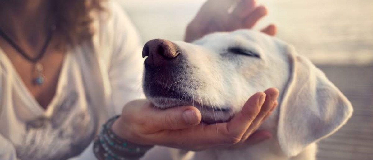Eine Frau streichelt einen Hund mit hängenden Ohren
