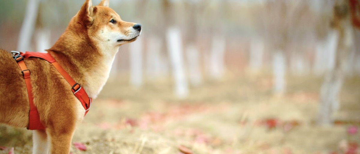 Ein Hund mit guten Immunsystem ist im Herbst im Freien