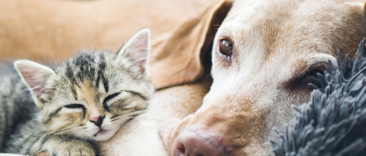 Hund und Katze liegen aneinandergeschmiegt