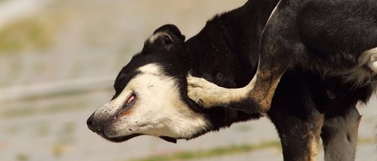 Ein Hund kratzt sich am Kopf