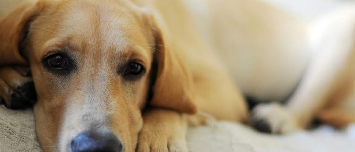 Ein Hund liegt auf einer Decke