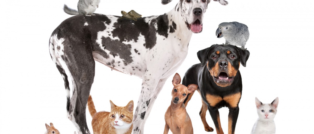 Hunde, Katzen und ein Vogel sind auf einem Bild