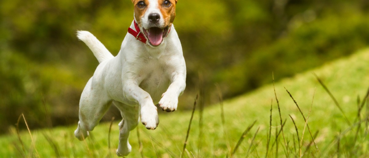 Ein Jack Russell Terrier hüpft fröhlich über eine Wiese.