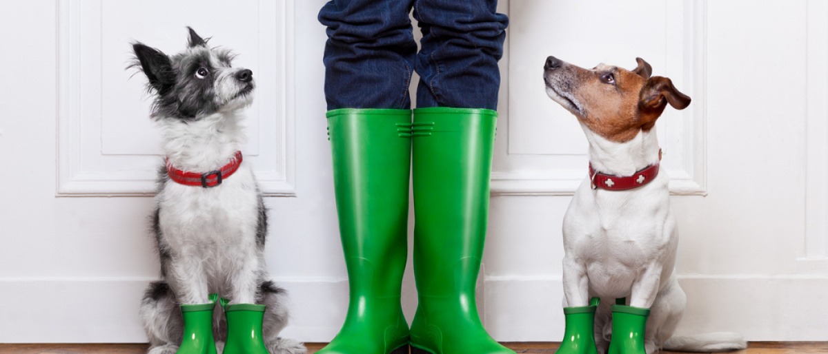 Zwei Hunde, in der Mitte Frauchen in Regenkleidung. Die Hunde blicken ängstlich zu ihr hoch, da Hund, Regen und schlechtes Wetter nur selten eine harmonische Kombination ergeben.