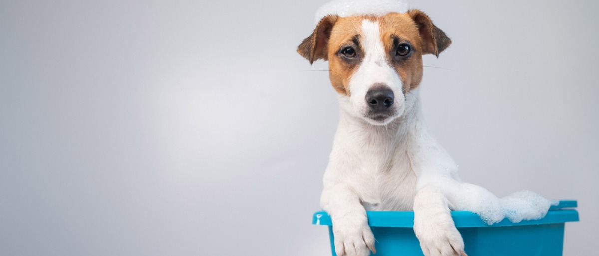 Intimbereich Hund reinigen bedeutet für diesen Jack Russel Terrier ein Bad in einem Wischeimer. 