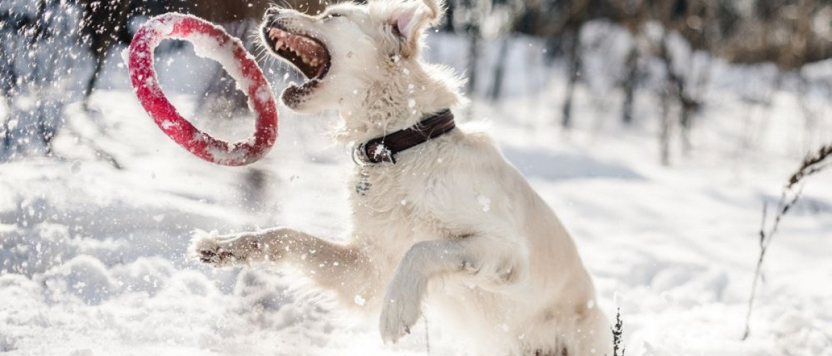 Ein Hund spielt im Schnee mit einem roten Ring