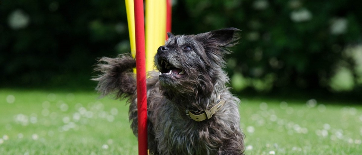 Ein grauer Hund läuft durch Slalom-Stangen