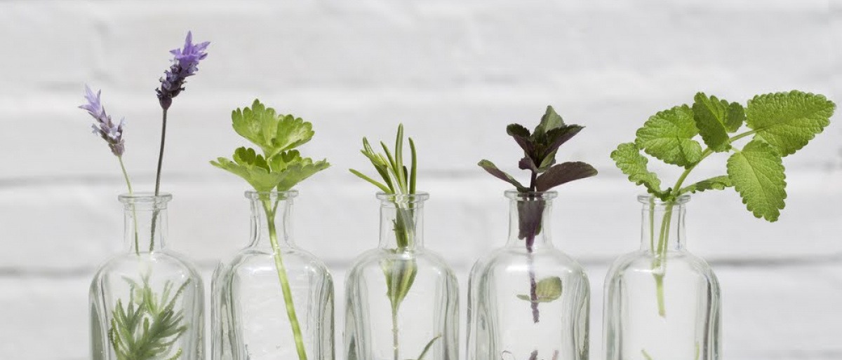 In kleinen Glasfläschchen stecken Pflanzen als Symbol für Hydrolate