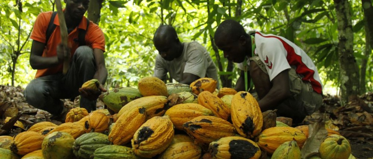 Kakaoernte von Fairtrade