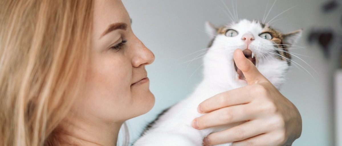 Katze beißt ihre Besitzerin beim Schmusen in den Finger.