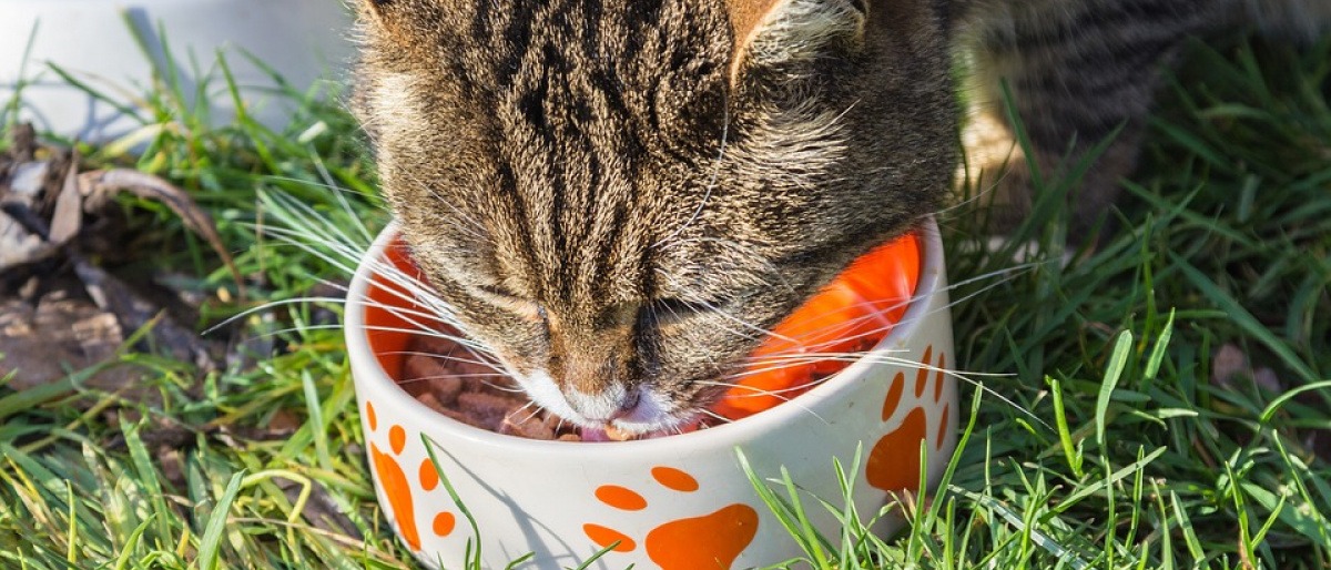 Eine Katze frisst Fleisch aus einer Schüssel