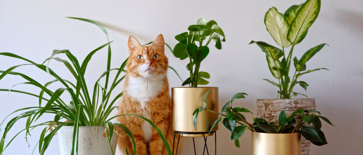 Giftige Zimmerpflanzen für Katzen - eine Katze sitzt zwischen diversen Pflanzen auf einem Regal in einer Wohnung.