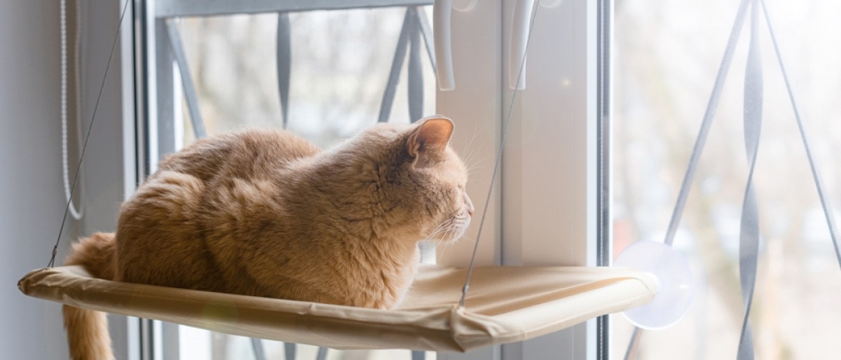 Katze schaut durch ein Fenster und beobachtet die Umgebung 