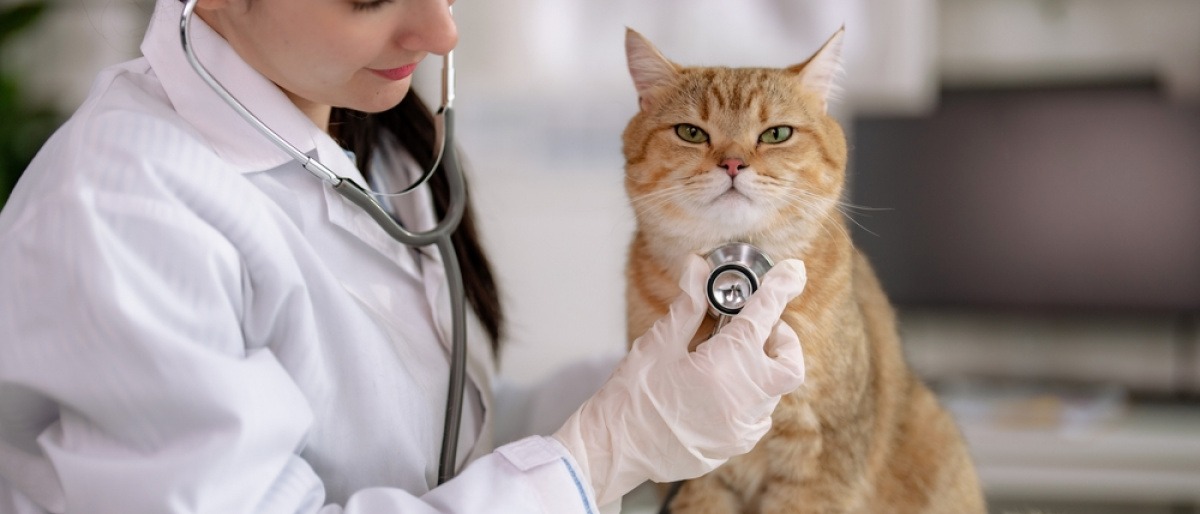 Tierärztin untersucht entspannte Katze