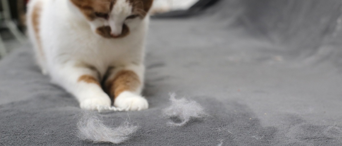 Katzenhaare und Katze auf der Couch