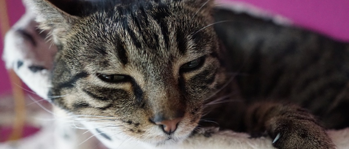 Eine grau-gestreifte Katze liegt in ihrem kleinen Katzenbett und blickt schläfrig in die Kamera. 