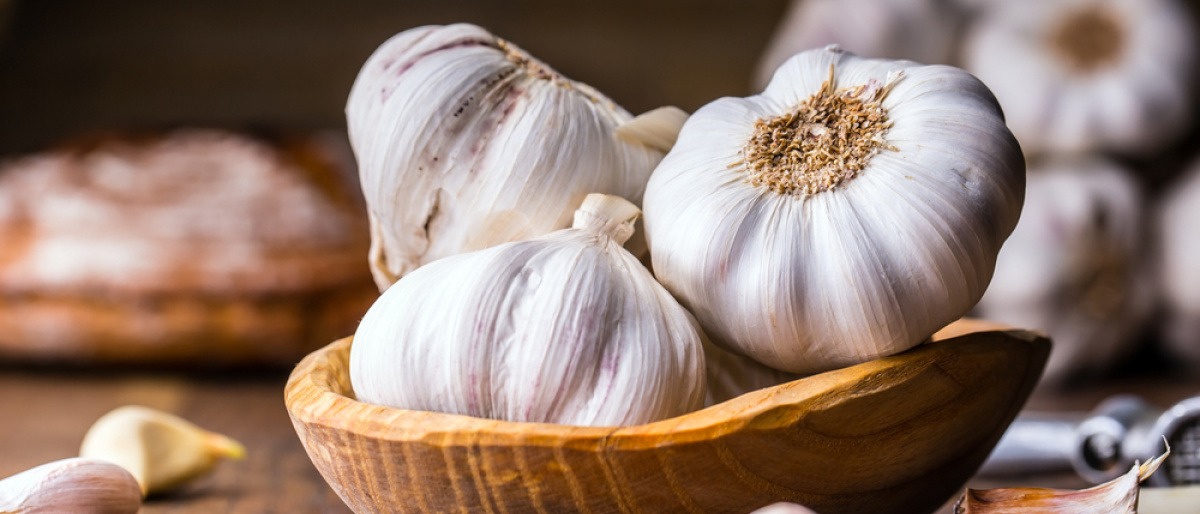 Knollen und Zehen von Knoblauch