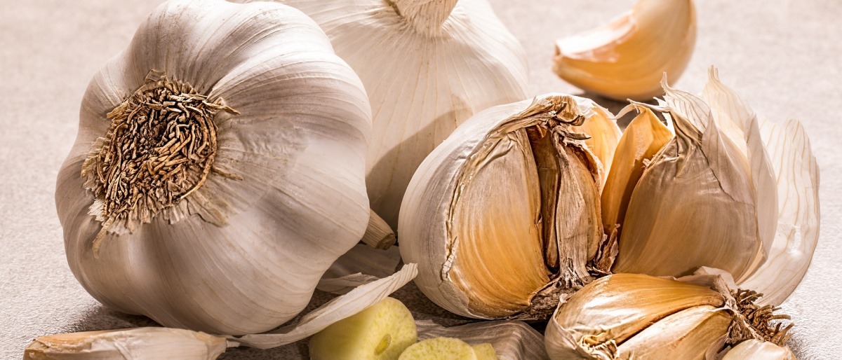 Knoblauch