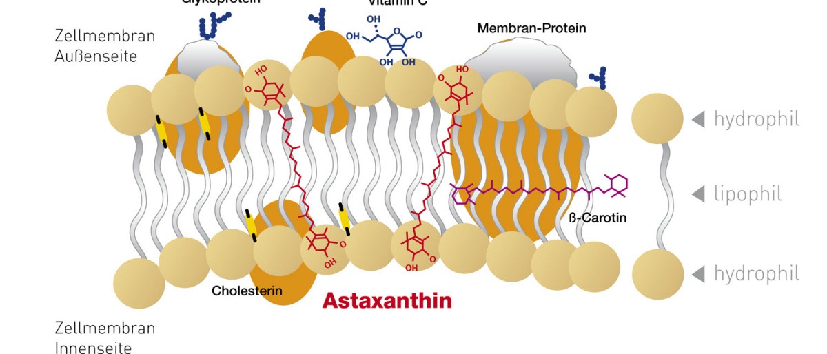 Eine Grafik zeigt die Lipidschicht von Astaxanthin