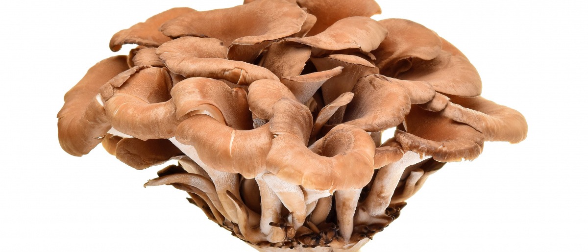 Maitake Pilze in Großaufnahme