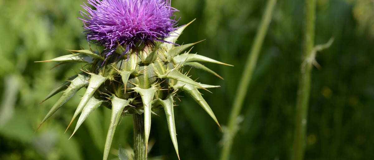 Blüte der Mariendistel