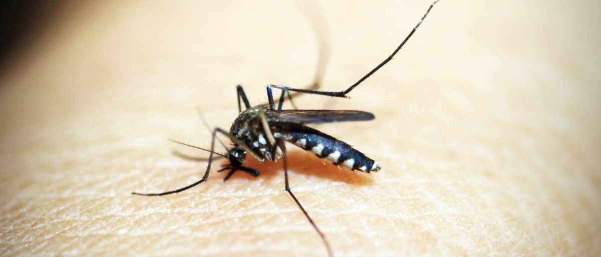 Eine Mosquito sticht einen Menschen