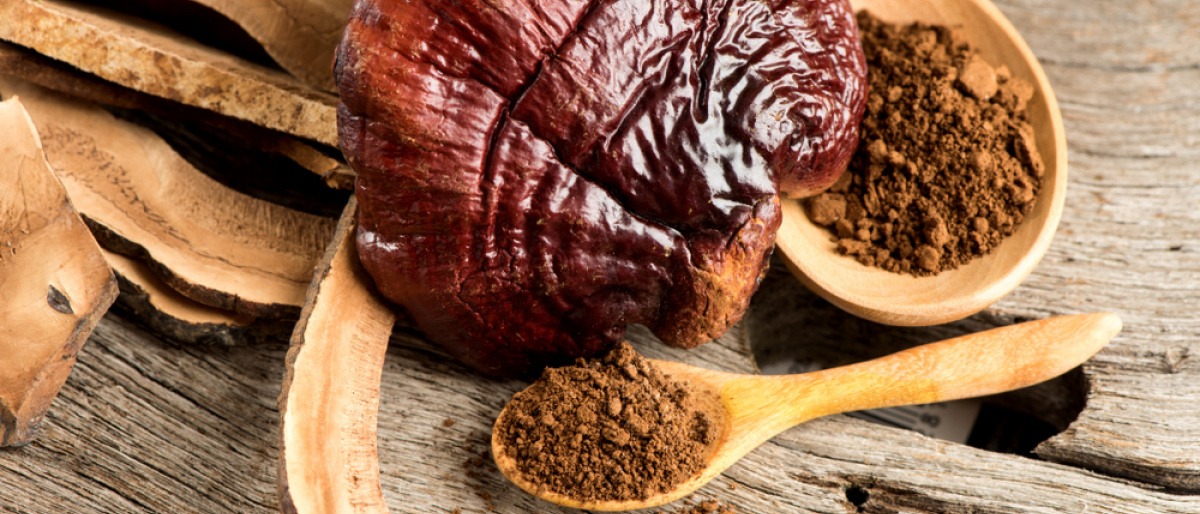 Reishi-Pilz und -Pulver