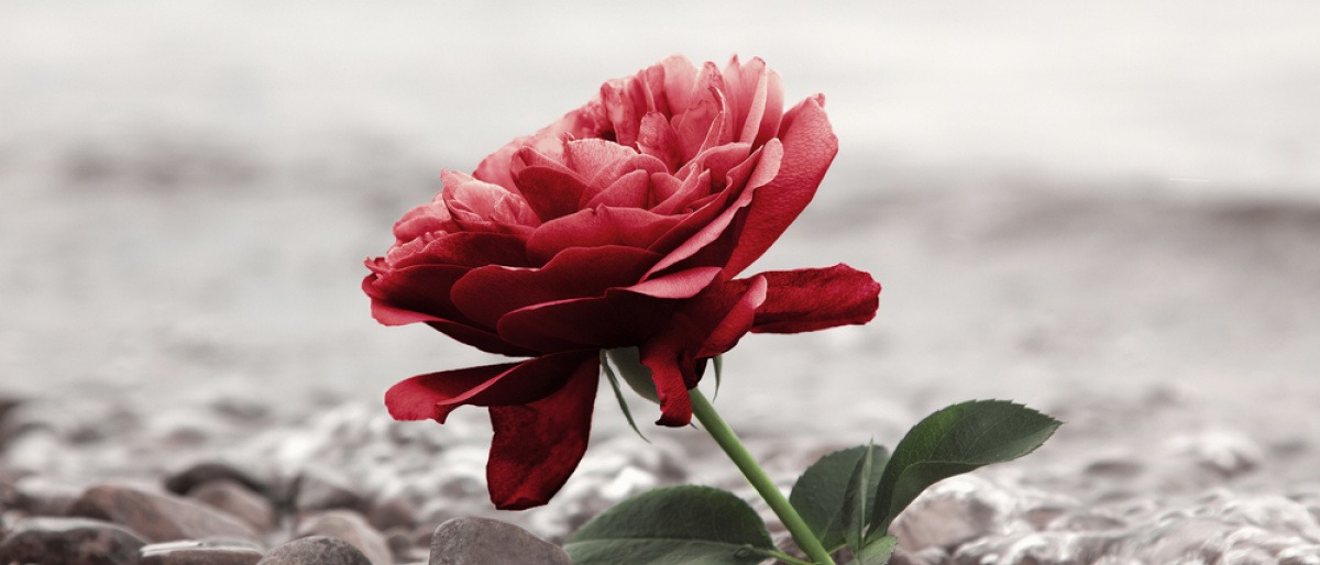 Eine Rose als Zeichen für Trauer liegt auf der Straße