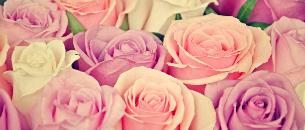 Verschiedene rosarote Rosen