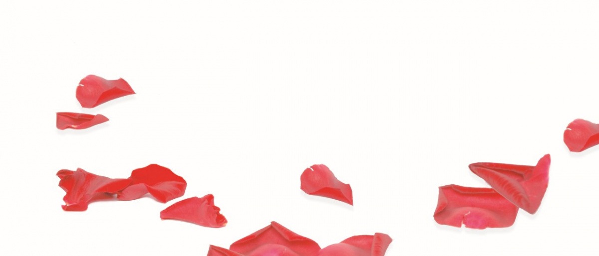 Rosenblüten liegen zerstreut auf einer weißen Fläche