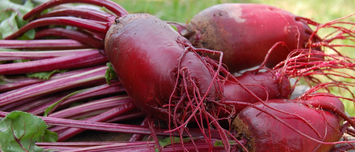 Rote Beete (Rote Rüben) liegen auf einem Tisch