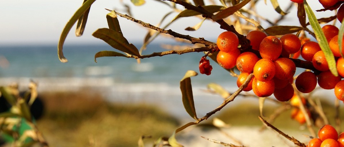 Ein Sanddornstrauch trägt orange Beeren